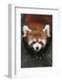 Red Panda-DLILLC-Framed Photographic Print