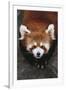 Red Panda-DLILLC-Framed Photographic Print