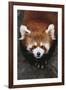 Red Panda-DLILLC-Framed Photographic Print