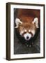 Red Panda-DLILLC-Framed Photographic Print