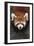 Red Panda-DLILLC-Framed Photographic Print