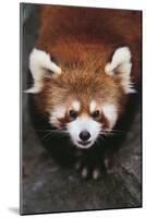 Red Panda-DLILLC-Mounted Photographic Print