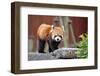 Red Panda-tomophotography-Framed Photographic Print