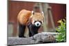 Red Panda-tomophotography-Mounted Photographic Print