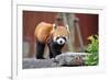 Red Panda-tomophotography-Framed Photographic Print