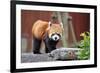 Red Panda-tomophotography-Framed Photographic Print