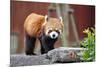 Red Panda-tomophotography-Mounted Photographic Print