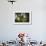 Red Panda-Mammon-Framed Photographic Print displayed on a wall