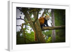Red Panda-Mammon-Framed Photographic Print
