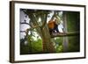 Red Panda-Mammon-Framed Photographic Print