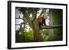 Red Panda-Mammon-Framed Photographic Print