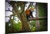 Red Panda-Mammon-Mounted Photographic Print