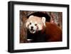 Red Panda-_jure-Framed Photographic Print