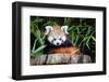 Red Panda-_jure-Framed Photographic Print