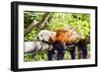 Red Panda-f8grapher-Framed Photographic Print