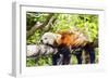 Red Panda-f8grapher-Framed Photographic Print