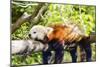 Red Panda-f8grapher-Mounted Photographic Print