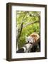 Red Panda-f8grapher-Framed Photographic Print