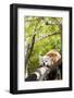 Red Panda-f8grapher-Framed Photographic Print