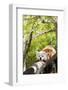 Red Panda-f8grapher-Framed Photographic Print