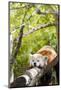 Red Panda-f8grapher-Mounted Photographic Print