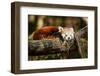 Red Panda-_jure-Framed Photographic Print