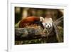 Red Panda-_jure-Framed Photographic Print