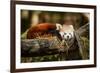 Red Panda-_jure-Framed Photographic Print