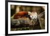 Red Panda-_jure-Framed Photographic Print