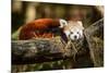 Red Panda-_jure-Mounted Photographic Print
