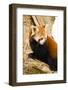 Red Panda-Colette2-Framed Photographic Print