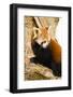 Red Panda-Colette2-Framed Photographic Print