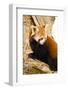 Red Panda-Colette2-Framed Photographic Print