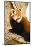 Red Panda-Colette2-Mounted Photographic Print