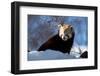 Red Panda-GailJohnson-Framed Photographic Print