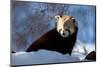 Red Panda-GailJohnson-Mounted Photographic Print