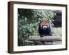 Red Panda-haim zezak-Framed Photographic Print