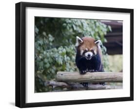 Red Panda-haim zezak-Framed Photographic Print