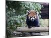 Red Panda-haim zezak-Mounted Photographic Print