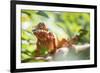 Red Panther Chameleon (Furcifer Pardalis), Endemic to Madagascar, Africa-Matthew Williams-Ellis-Framed Photographic Print