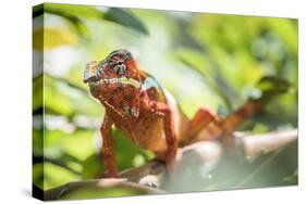 Red Panther Chameleon (Furcifer Pardalis), Endemic to Madagascar, Africa-Matthew Williams-Ellis-Stretched Canvas