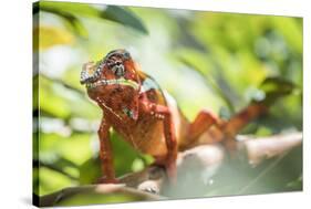 Red Panther Chameleon (Furcifer Pardalis), Endemic to Madagascar, Africa-Matthew Williams-Ellis-Stretched Canvas