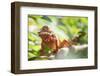 Red Panther Chameleon (Furcifer Pardalis), Endemic to Madagascar, Africa-Matthew Williams-Ellis-Framed Photographic Print