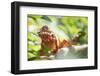 Red Panther Chameleon (Furcifer Pardalis), Endemic to Madagascar, Africa-Matthew Williams-Ellis-Framed Photographic Print