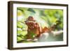 Red Panther Chameleon (Furcifer Pardalis), Endemic to Madagascar, Africa-Matthew Williams-Ellis-Framed Photographic Print