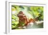 Red Panther Chameleon (Furcifer Pardalis), Endemic to Madagascar, Africa-Matthew Williams-Ellis-Framed Photographic Print