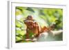 Red Panther Chameleon (Furcifer Pardalis), Endemic to Madagascar, Africa-Matthew Williams-Ellis-Framed Photographic Print