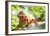 Red Panther Chameleon (Furcifer Pardalis), Endemic to Madagascar, Africa-Matthew Williams-Ellis-Framed Photographic Print