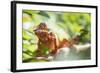 Red Panther Chameleon (Furcifer Pardalis), Endemic to Madagascar, Africa-Matthew Williams-Ellis-Framed Photographic Print