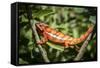 Red Panther Chameleon (Furcifer Pardalis), Endemic to Madagascar, Africa-Matthew Williams-Ellis-Framed Stretched Canvas